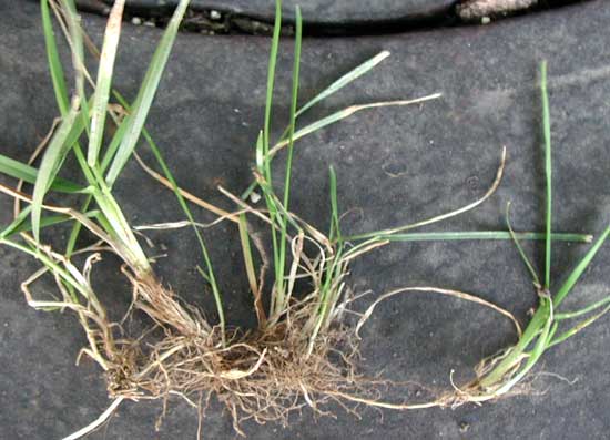 ریزم بید (گیاه مرغ)